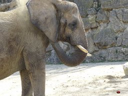 Tiergarten Schönbrunn am 23.03.2023